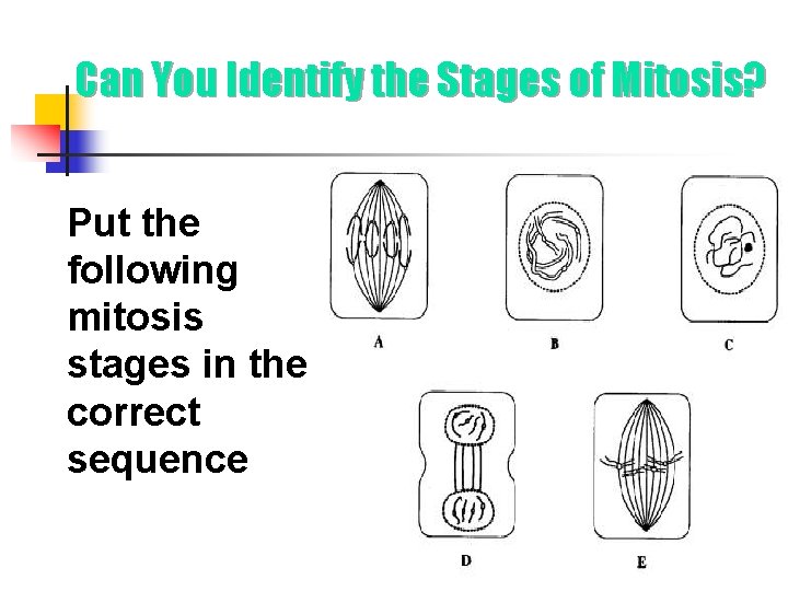 Can You Identify the Stages of Mitosis? Put the following mitosis stages in the