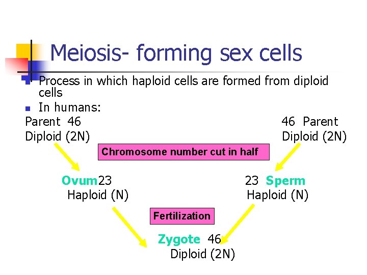 Meiosis- forming sex cells Process in which haploid cells are formed from diploid cells