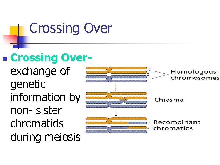Crossing Over n Crossing Overexchange of genetic information by non- sister chromatids during meiosis