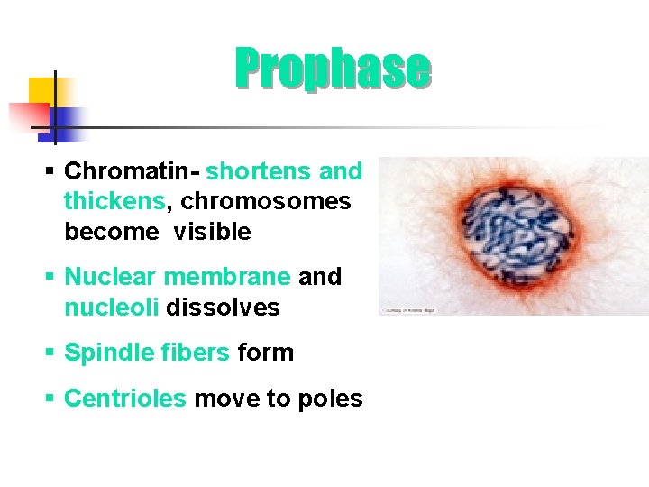 Prophase § Chromatin- shortens and thickens, chromosomes become visible § Nuclear membrane and nucleoli
