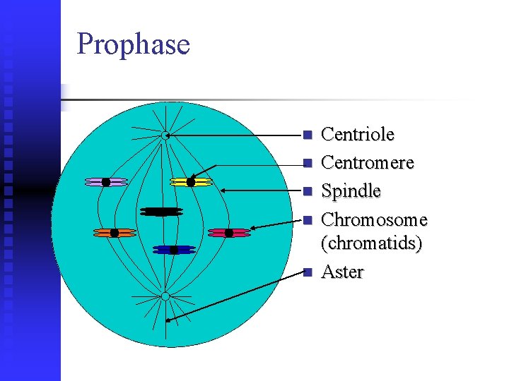 Prophase n n n Centriole Centromere Spindle Chromosome (chromatids) Aster 