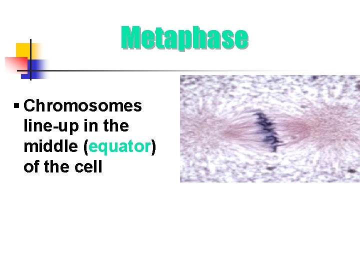 Metaphase § Chromosomes line-up in the middle (equator) of the cell 