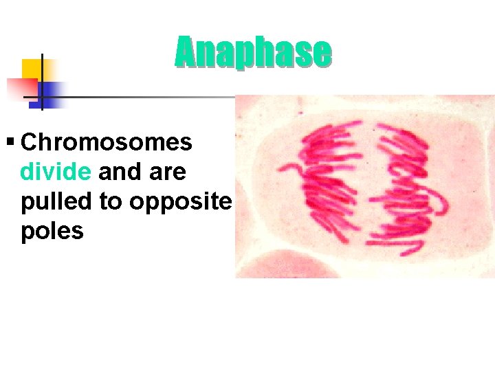 Anaphase § Chromosomes divide and are pulled to opposite poles 