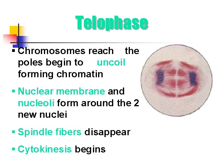 Telophase § Chromosomes reach the poles begin to uncoil forming chromatin § Nuclear membrane