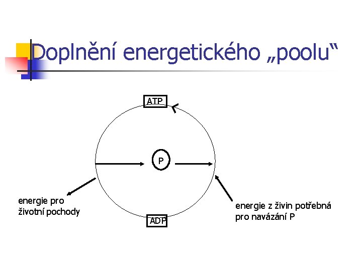 Doplnění energetického „poolu“ ATP P energie pro životní pochody ADP energie z živin potřebná