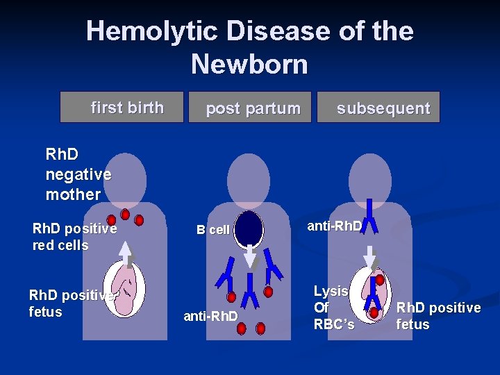 Hemolytic Disease of the Newborn first birth post partum subsequent Rh. D negative mother