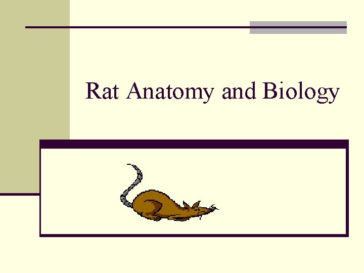 Rat Anatomy and Biology 