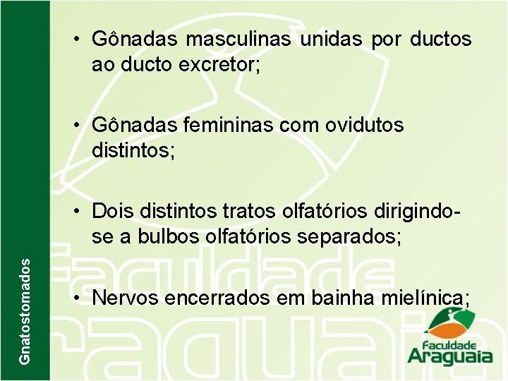  • Gônadas masculinas unidas por ductos ao ducto excretor; • Gônadas femininas com