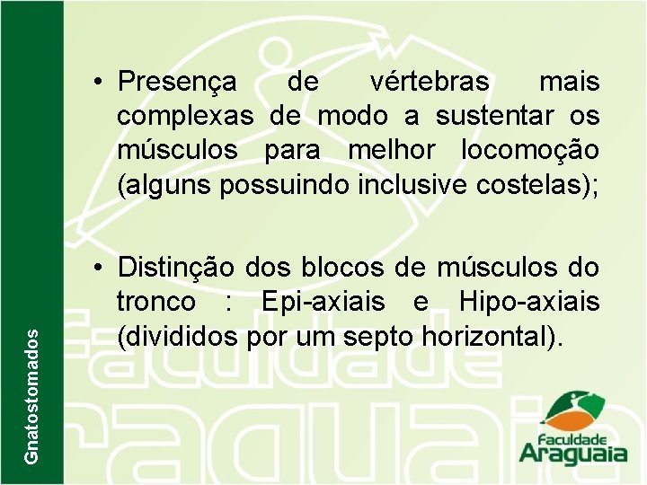 Gnatostomados • Presença de vértebras mais complexas de modo a sustentar os músculos para