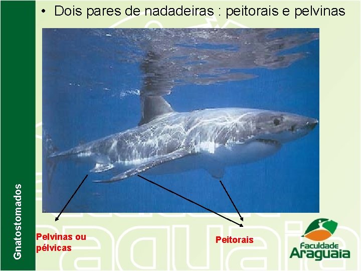 Gnatostomados • Dois pares de nadadeiras : peitorais e pelvinas Pelvinas ou pélvicas Peitorais
