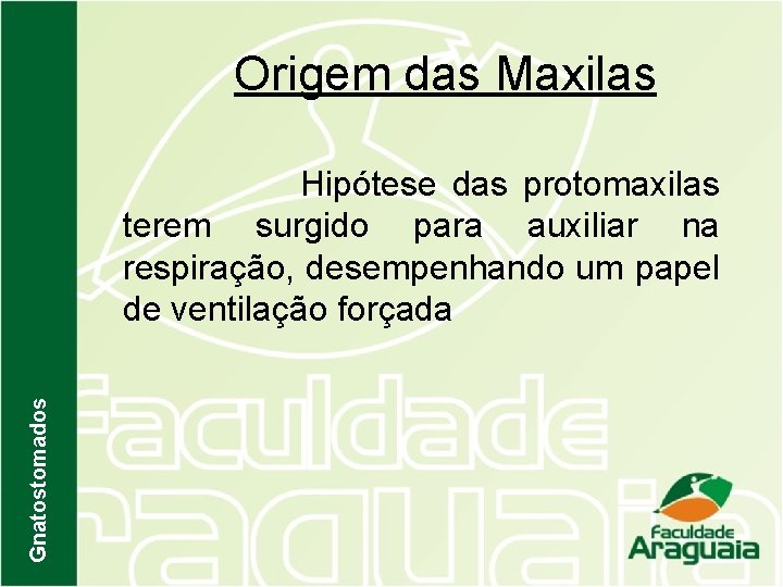 Origem das Maxilas Gnatostomados Hipótese das protomaxilas terem surgido para auxiliar na respiração, desempenhando