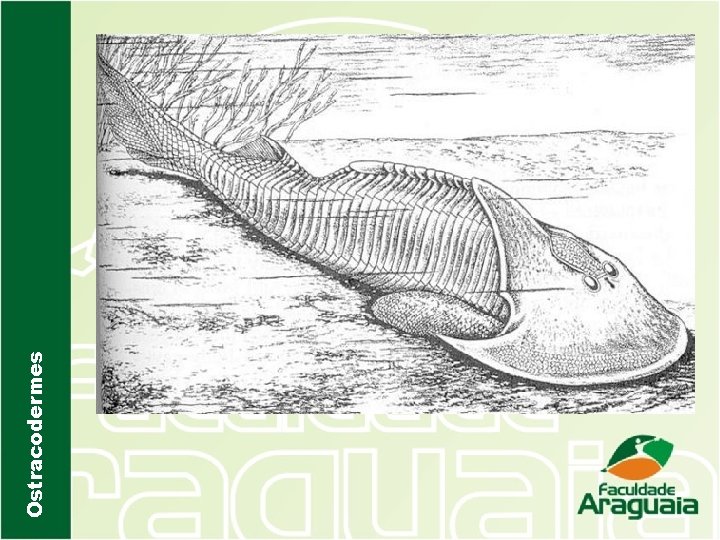 Ostracodermes 