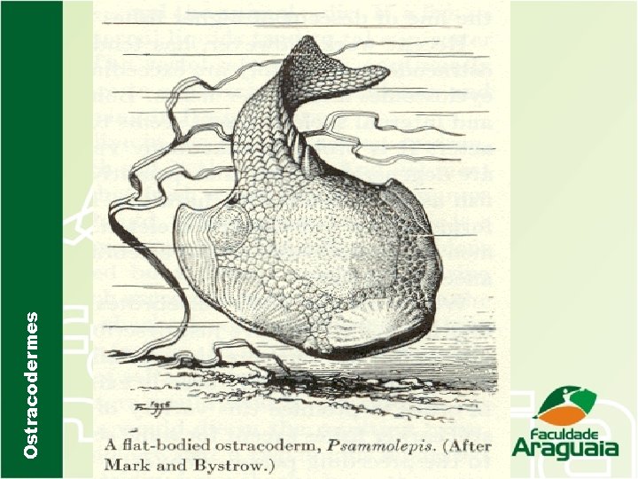 Ostracodermes 