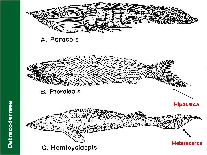Ostracodermes Hipocerca Heterocerca 