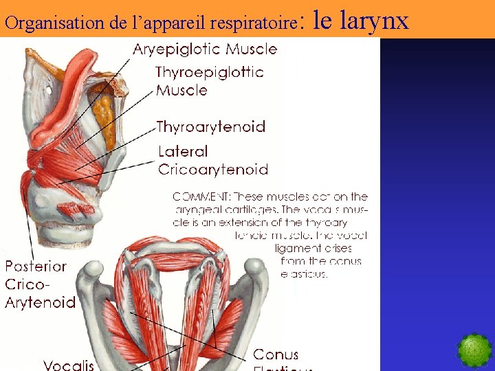 Organisation de l’appareil respiratoire: le larynx 