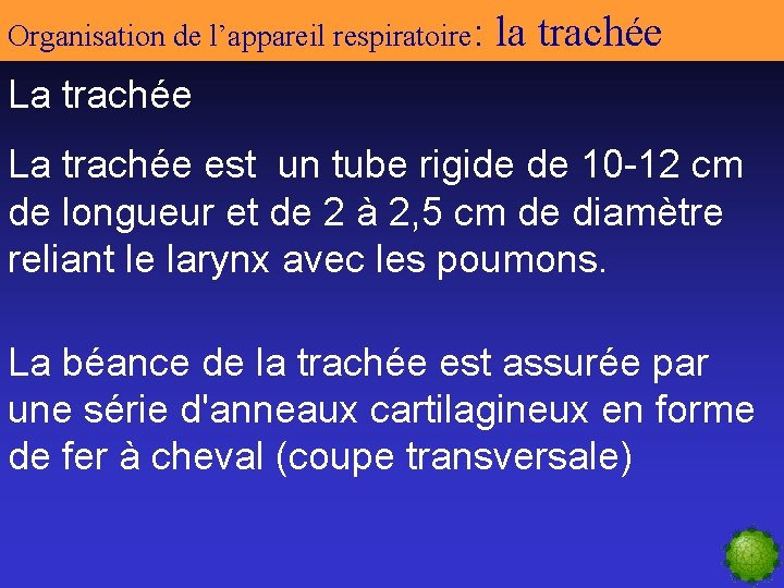 Organisation de l’appareil respiratoire: la trachée La trachée est un tube rigide de 10