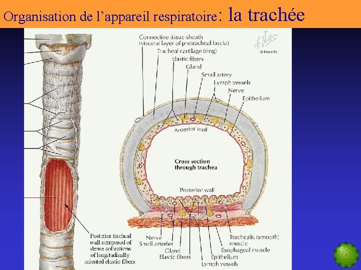 Organisation de l’appareil respiratoire: la trachée 