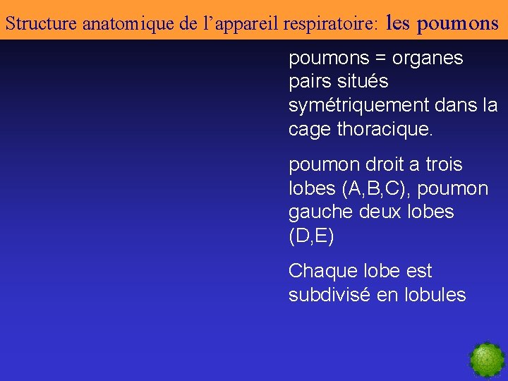 Structure anatomique de l’appareil respiratoire: les poumons = organes pairs situés symétriquement dans la