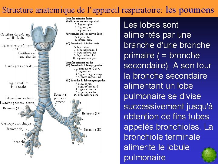 Structure anatomique de l’appareil respiratoire: les poumons Les lobes sont alimentés par une branche