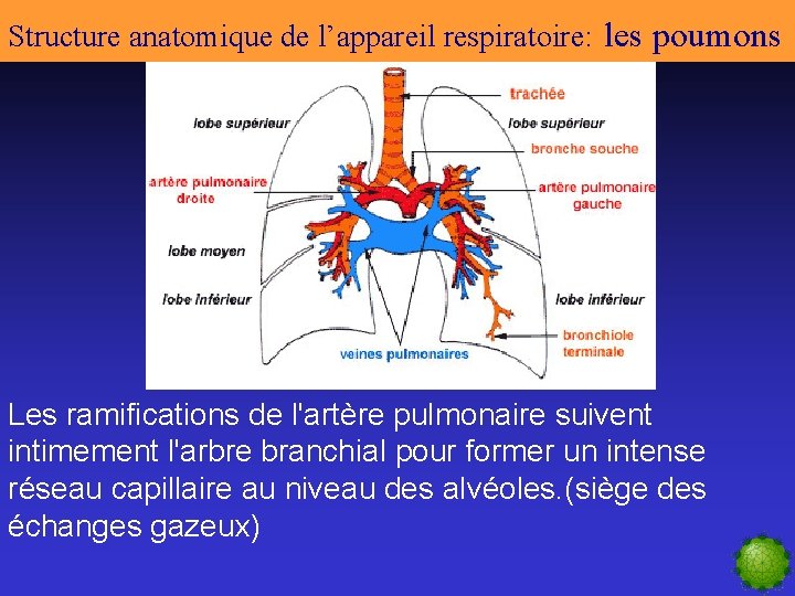 Structure anatomique de l’appareil respiratoire: les poumons Les ramifications de l'artère pulmonaire suivent intimement