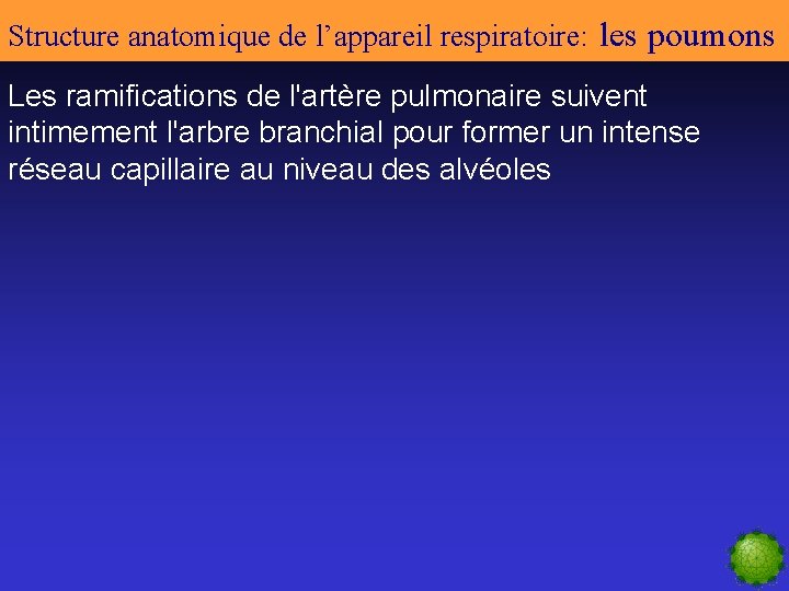 Structure anatomique de l’appareil respiratoire: les poumons Les ramifications de l'artère pulmonaire suivent intimement