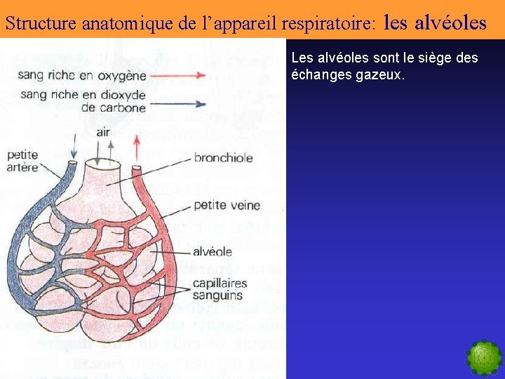 Structure anatomique de l’appareil respiratoire: les alvéoles Les alvéoles sont le siège des échanges