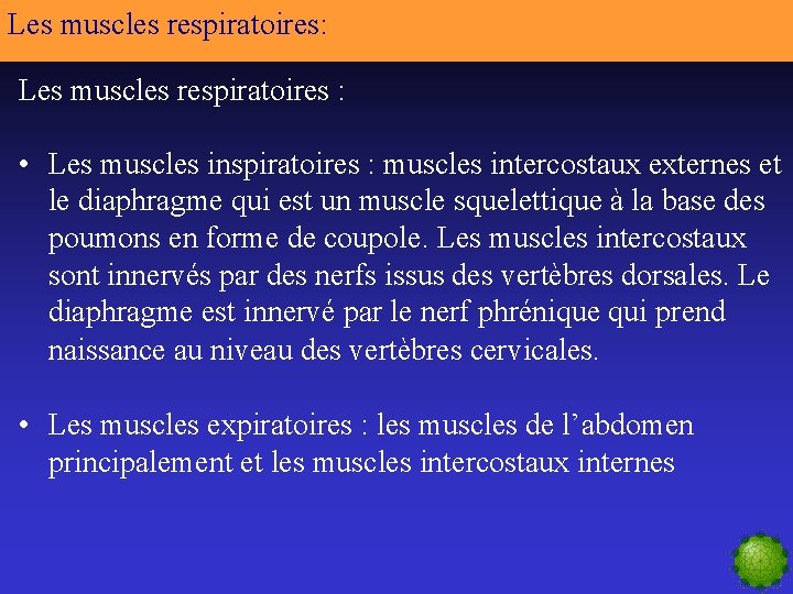 Les muscles respiratoires: Les muscles respiratoires : • Les muscles inspiratoires : muscles intercostaux