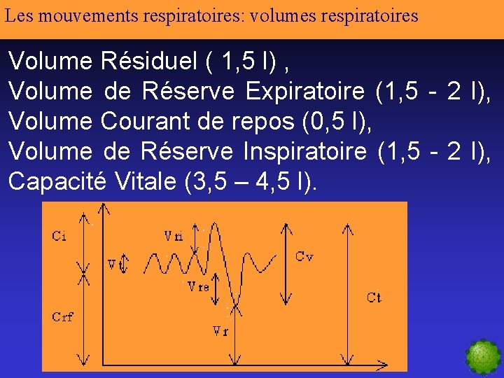 Les mouvements respiratoires: volumes respiratoires Volume Résiduel ( 1, 5 l) , Volume de