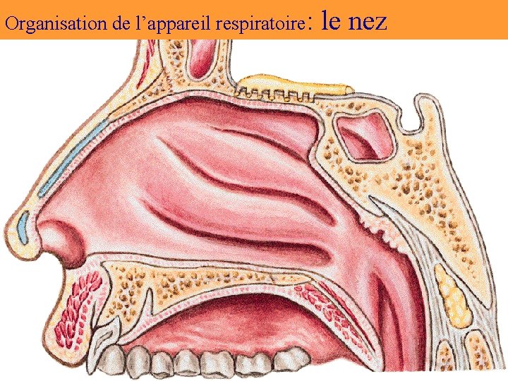 Organisation de l’appareil respiratoire: le nez 