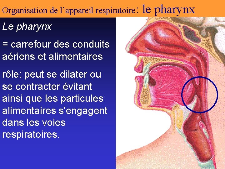 Organisation de l’appareil respiratoire: le pharynx Le pharynx = carrefour des conduits aériens et