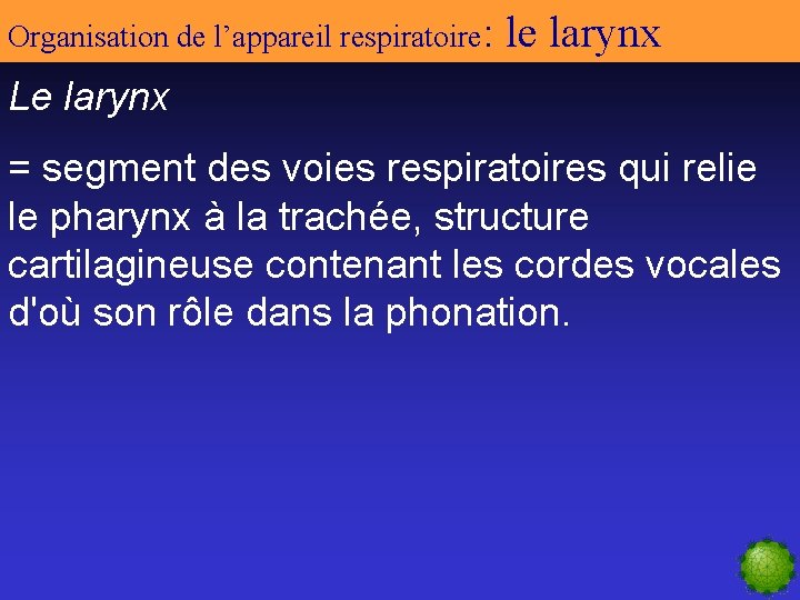 Organisation de l’appareil respiratoire: le larynx Le larynx = segment des voies respiratoires qui