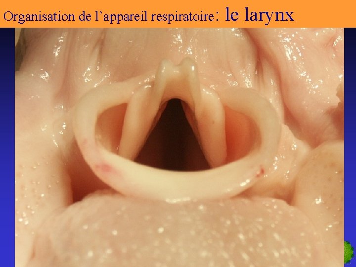 Organisation de l’appareil respiratoire: le larynx 