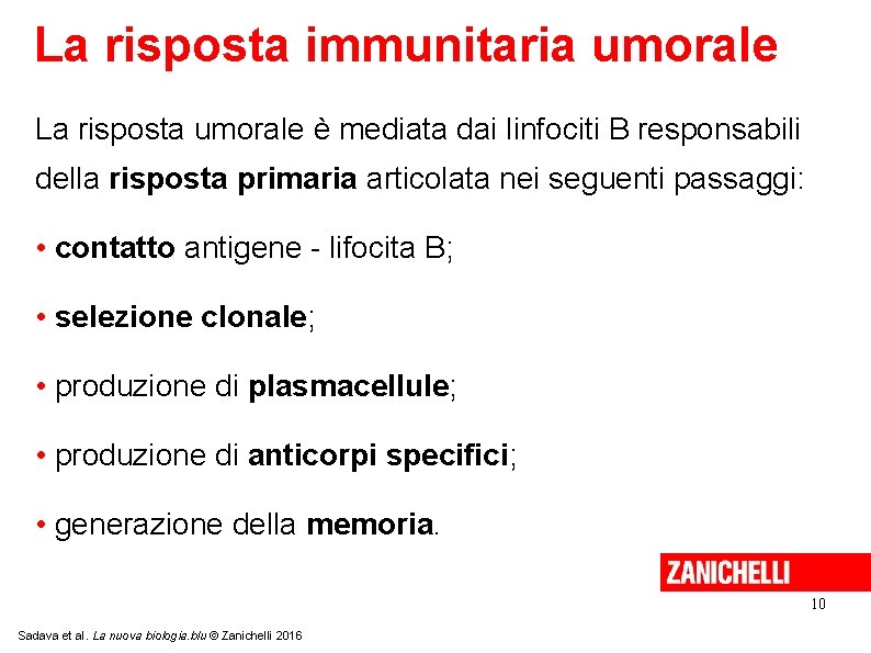 La risposta immunitaria umorale La risposta umorale è mediata dai linfociti B responsabili della