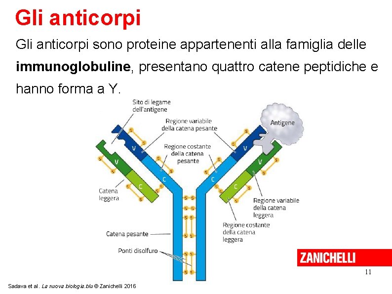 Gli anticorpi sono proteine appartenenti alla famiglia delle immunoglobuline, presentano quattro catene peptidiche e