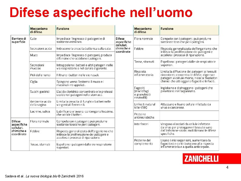 Difese aspecifiche nell’uomo 4 Sadava et al. La nuova biologia. blu © Zanichelli 2016