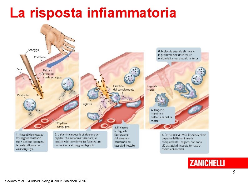 La risposta infiammatoria 5 Sadava et al. La nuova biologia. blu © Zanichelli 2016