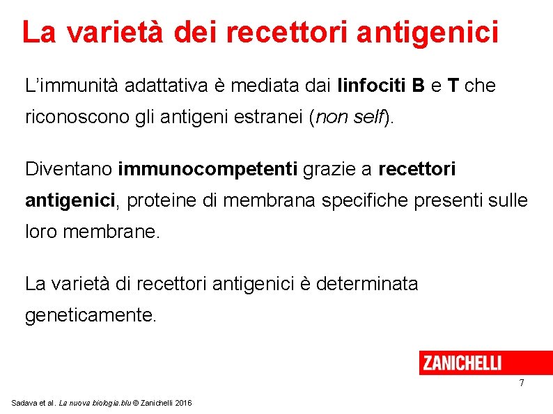 La varietà dei recettori antigenici L’immunità adattativa è mediata dai linfociti B e T
