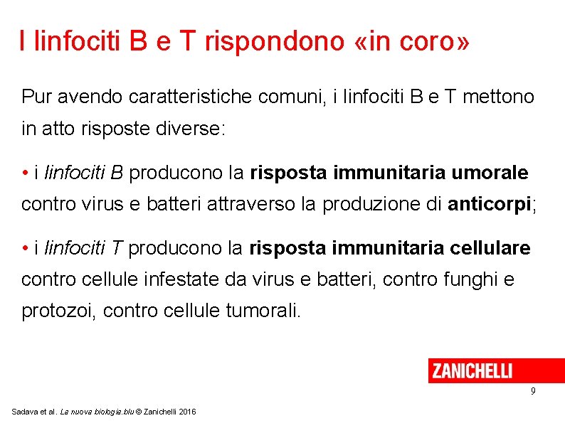 I linfociti B e T rispondono «in coro» Pur avendo caratteristiche comuni, i linfociti