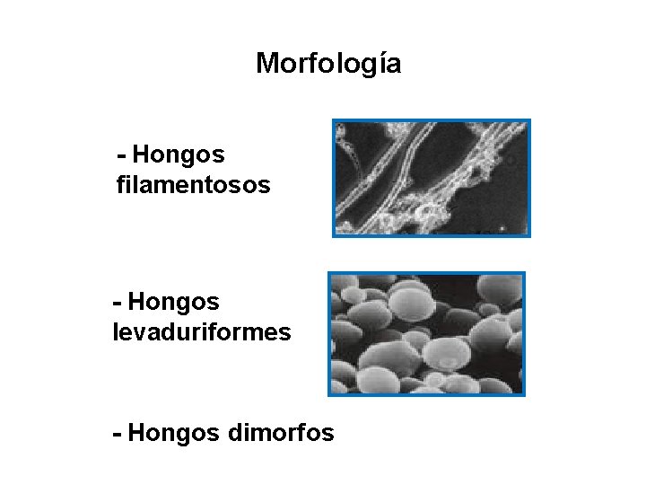 Morfología - Hongos filamentosos - Hongos levaduriformes - Hongos dimorfos 