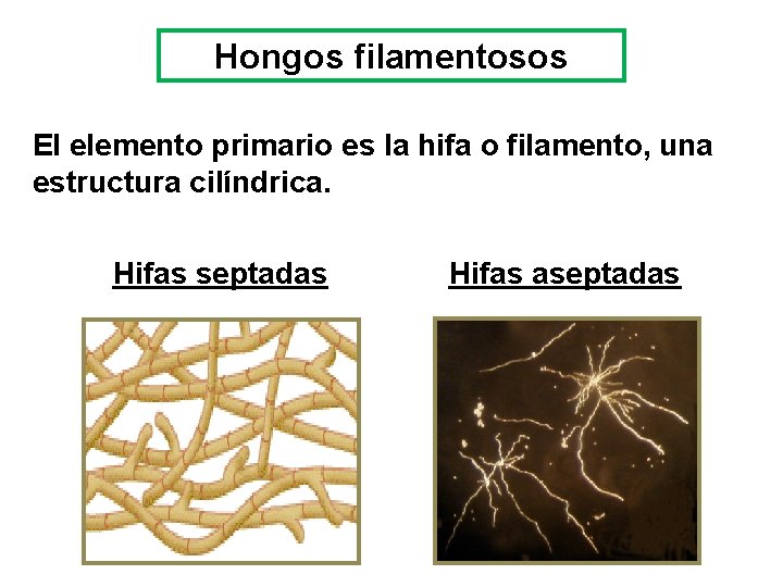 Hongos filamentosos El elemento primario es la hifa o filamento, una estructura cilíndrica. Hifas