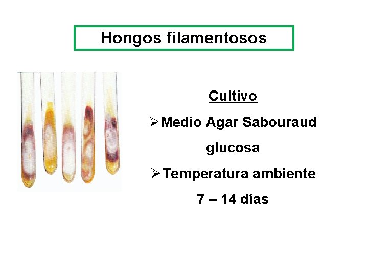 Hongos filamentosos Cultivo ØMedio Agar Sabouraud glucosa ØTemperatura ambiente 7 – 14 días 