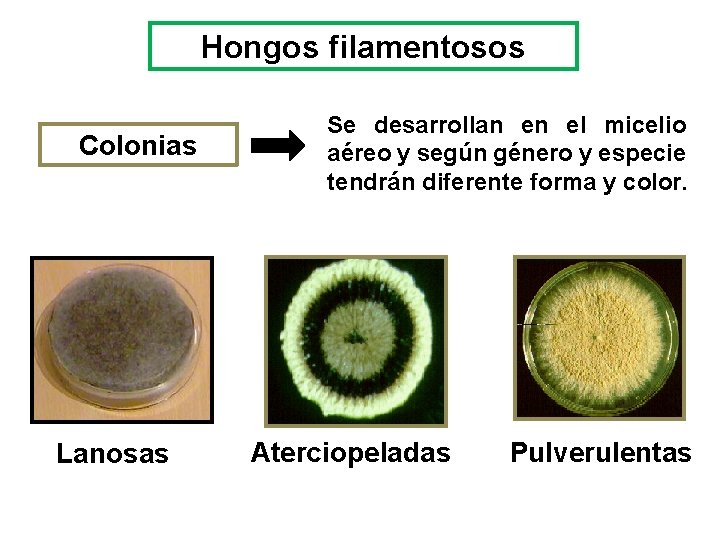 Hongos filamentosos Colonias Lanosas Se desarrollan en el micelio aéreo y según género y