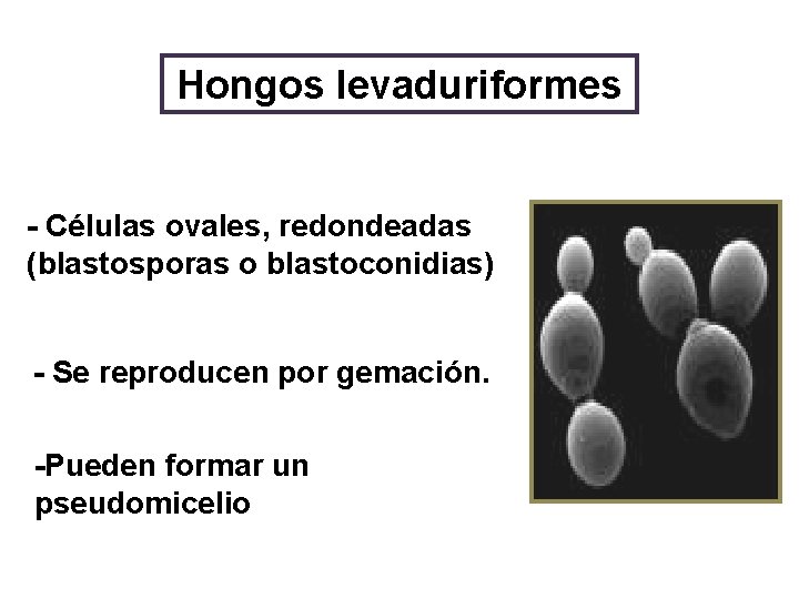 Hongos levaduriformes - Células ovales, redondeadas (blastosporas o blastoconidias) - Se reproducen por gemación.