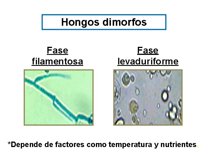 Hongos dimorfos Fase filamentosa Fase levaduriforme *Depende de factores como temperatura y nutrientes. 