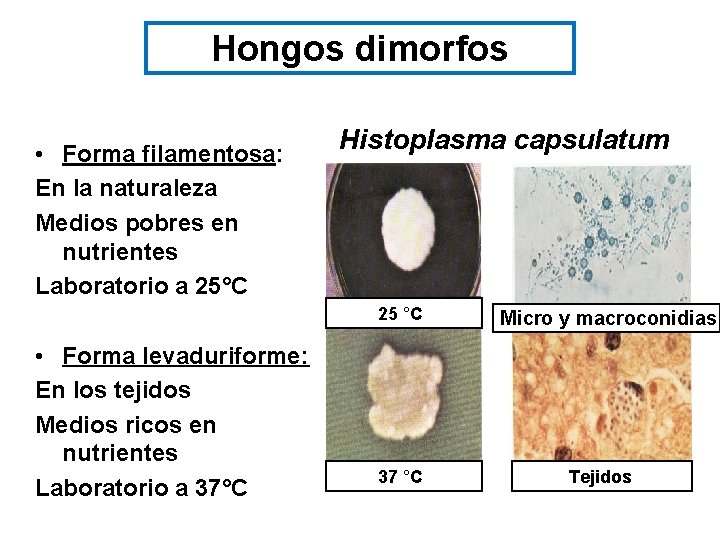 Hongos dimorfos • Forma filamentosa: En la naturaleza Medios pobres en nutrientes Laboratorio a