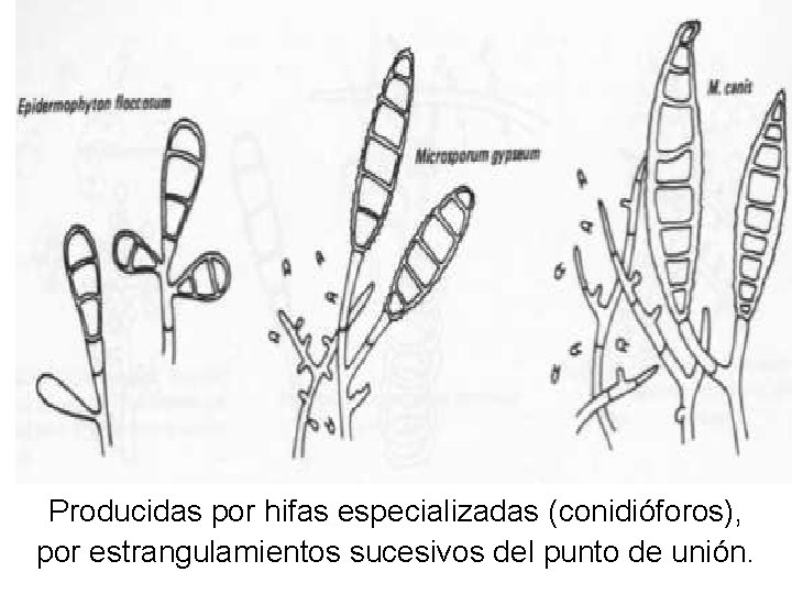 Producidas por hifas especializadas (conidióforos), por estrangulamientos sucesivos del punto de unión. 