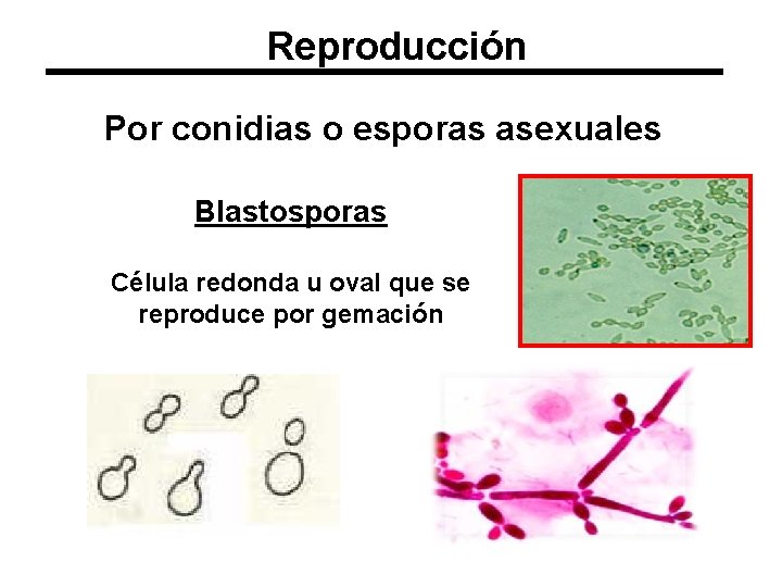 Reproducción Por conidias o esporas asexuales Blastosporas Célula redonda u oval que se reproduce