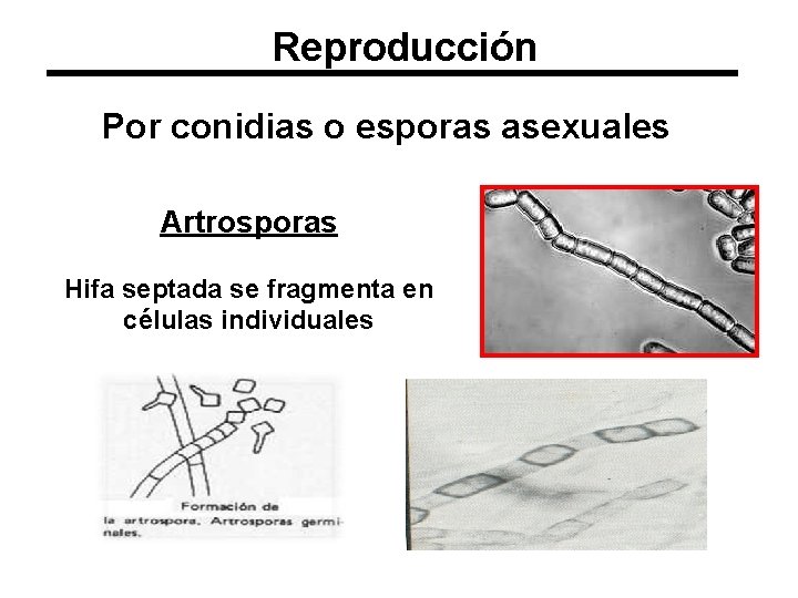 Reproducción Por conidias o esporas asexuales Artrosporas Hifa septada se fragmenta en células individuales