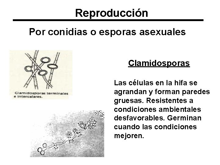 Reproducción Por conidias o esporas asexuales Clamidosporas Las células en la hifa se agrandan