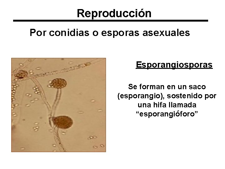 Reproducción Por conidias o esporas asexuales Esporangiosporas Se forman en un saco (esporangio), sostenido